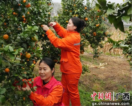 【中国新闻网】广西全州县村企联动助农收果忙