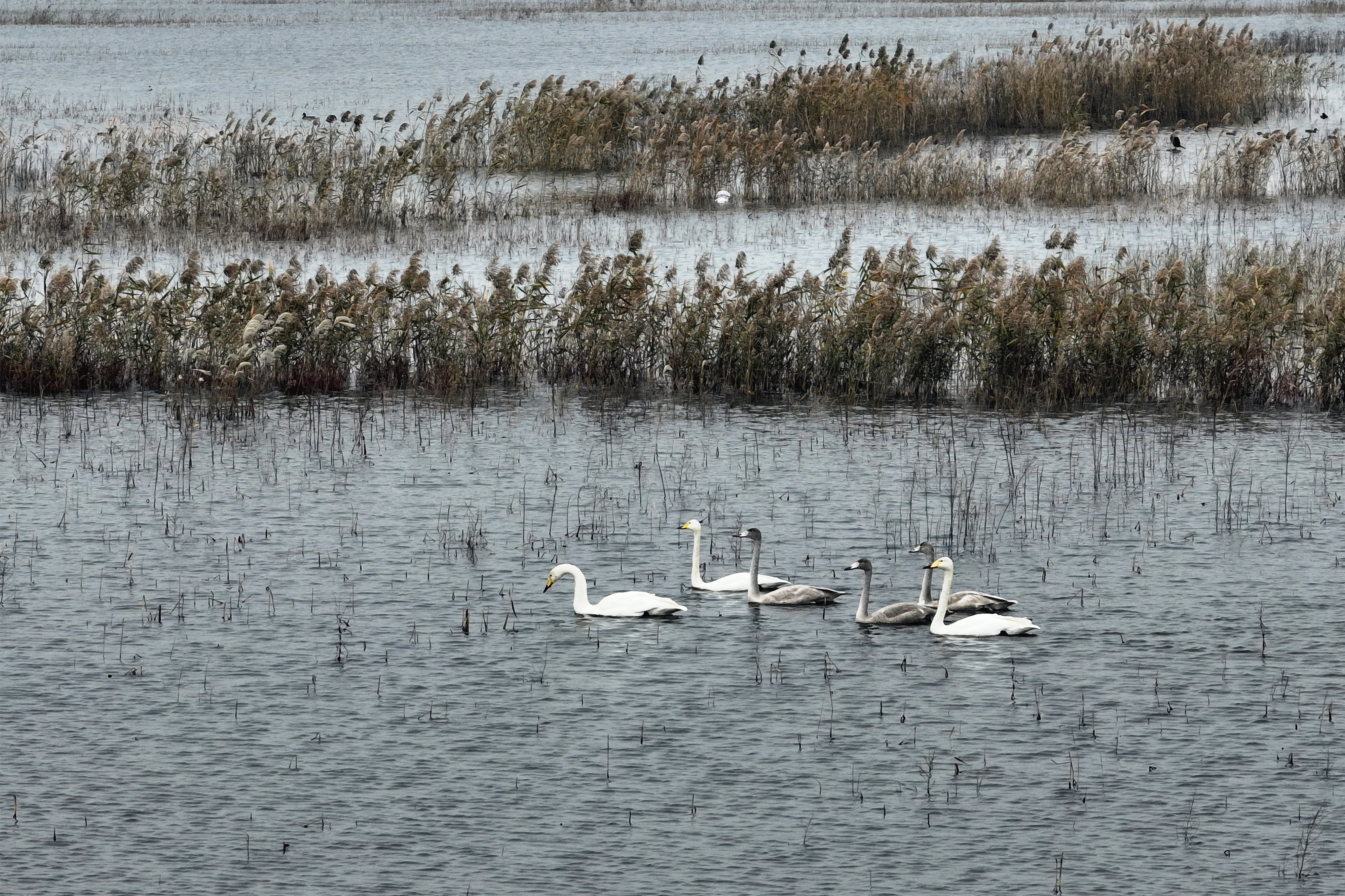 葛洲坝市政公司：向“新”求变，智慧赋能，打造工程建设旗舰企业