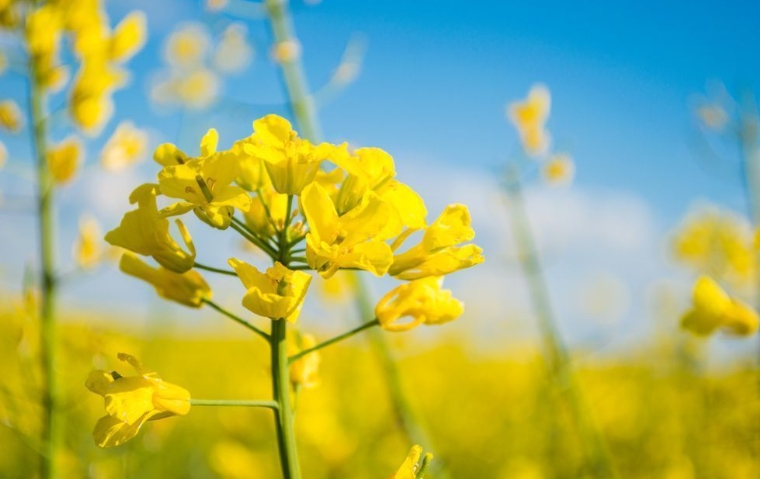 保加利亚2024/25年度油籽作物产量骤降，但新季预期增长