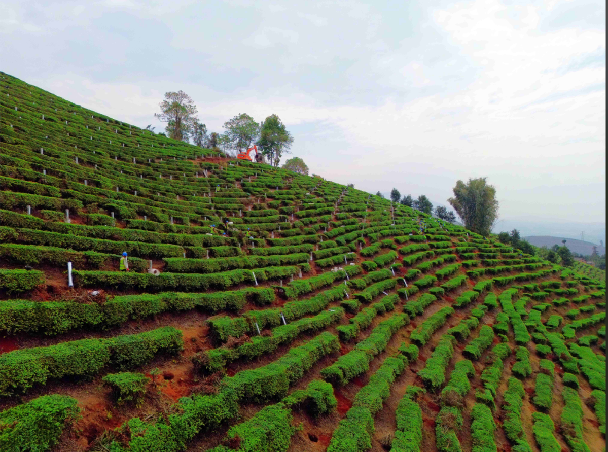 【中国日报网】绿色匠心筑梦茶山——盈江光伏EPC项目创新施工助力生态茶园可持续发展